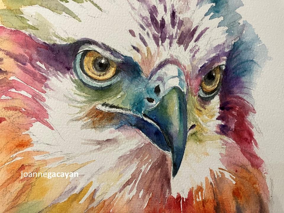 painting - Philippine Eagle